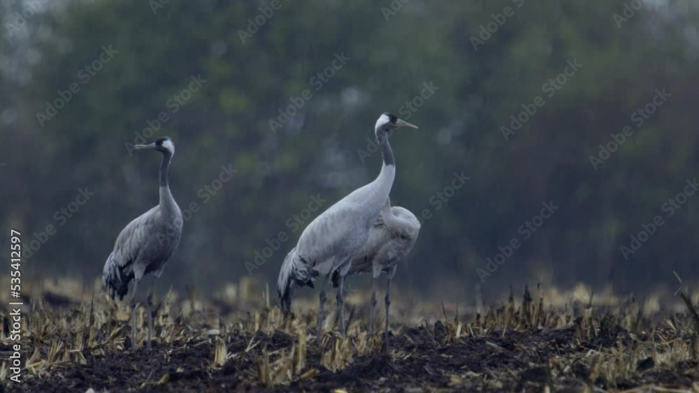 Common Birds Crane In The Hortobagy Hungary Common Birds Crane In The Hortobagy Hungary