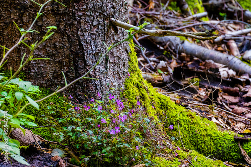 moss covered tree © Visualmedia