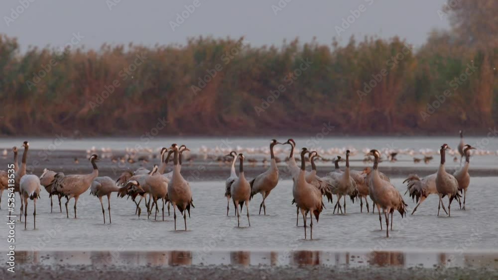 Thousands Of Crane Bird At Lake Slow Motion Thousands Of Crane Bird At Lake Slow Motion