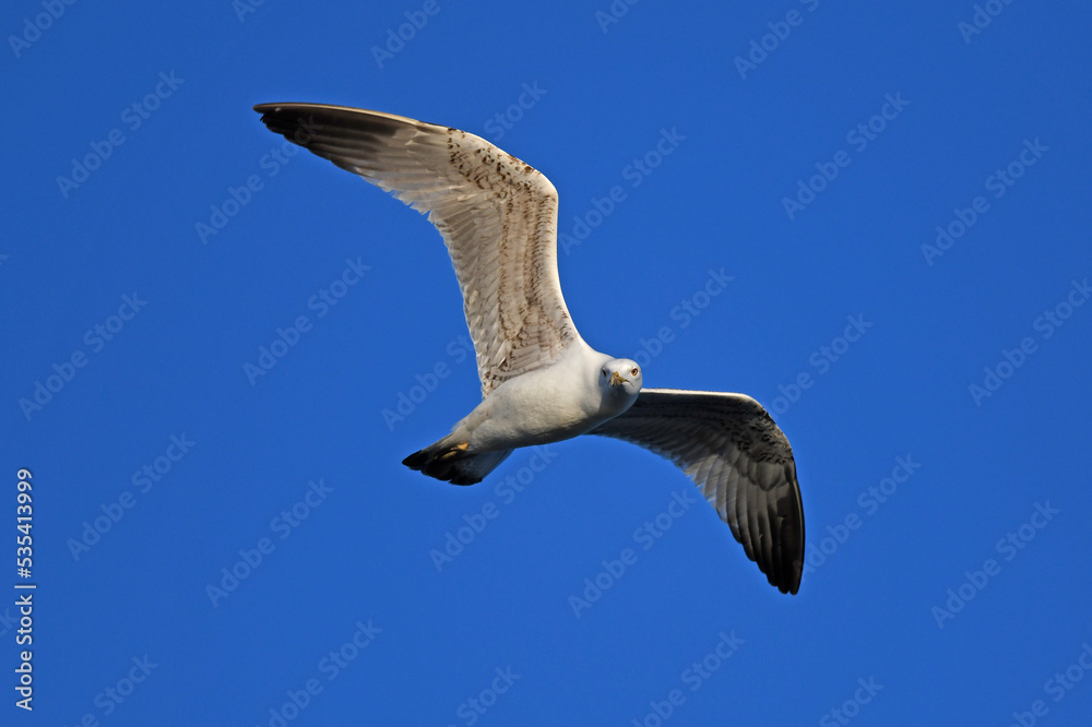 Obraz premium Yellow-legged Gull // Mittelmeermöwe (Larus michahellis) - Greece // Griechenland