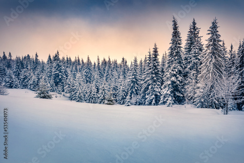 Marvelous morning scene of mountain forest. Calm winter view of snowy wood. Beauty of nature concept background.. © Andrew Mayovskyy