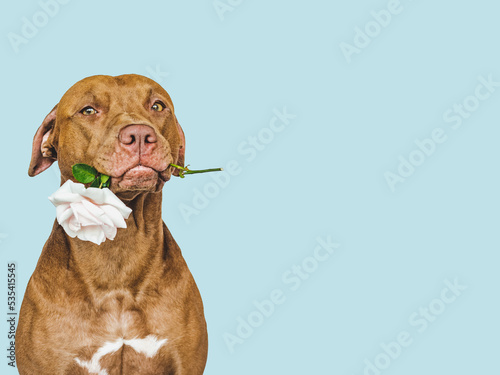 Lovable, pretty brown puppy and bright flower. Close-up, indoors. Studio shot. Congratulations for family, relatives, loved ones, friends and colleagues. Pets care concept