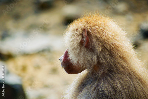 マントヒヒの後ろ姿