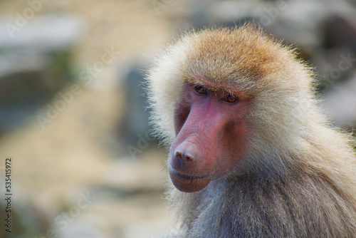 マントヒヒの表情
