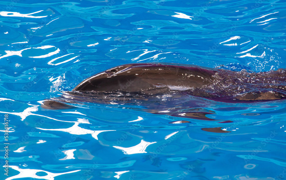 Obraz premium Dolphin swims in the pool.
