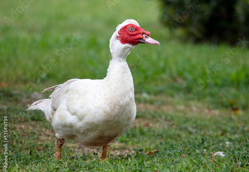 White goose portrait on green grass in summer.