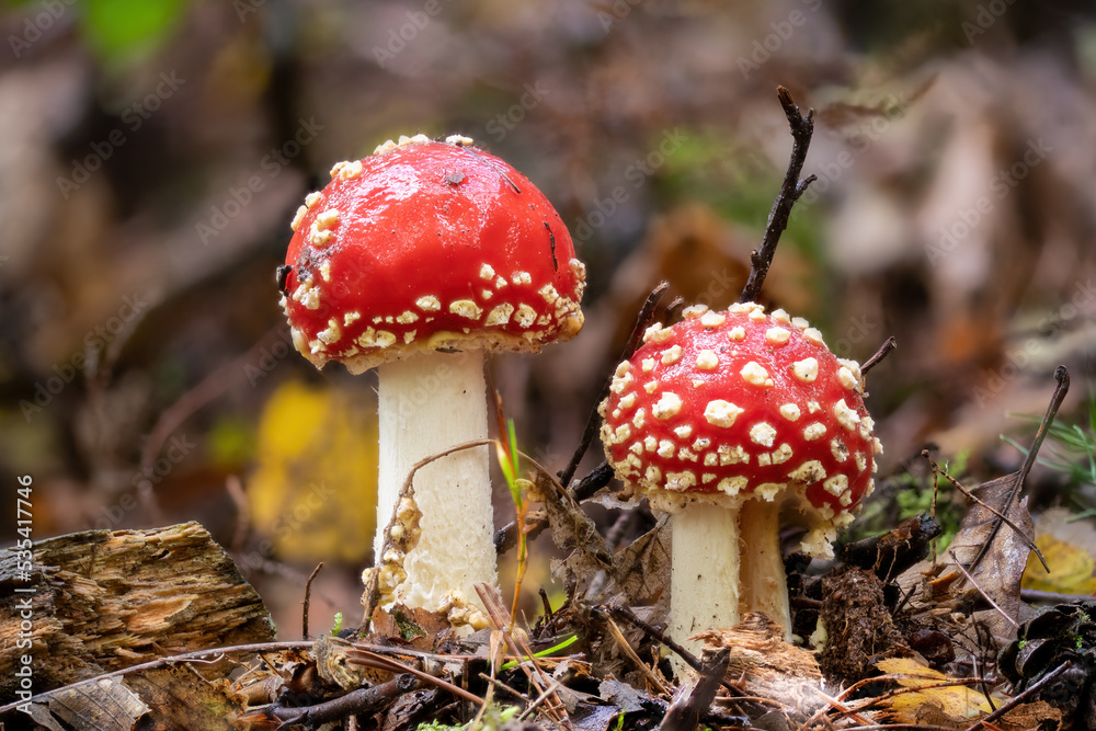 two young fly agaric on the forest floor two young fly agaric on the forest floor