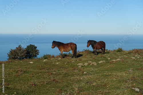 Les petits chevaux sauvages du Pays Basque, le pottoks