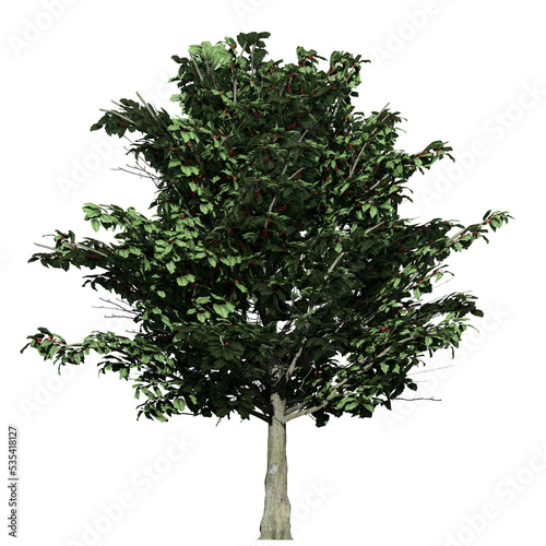 American Holly Tree - Front View