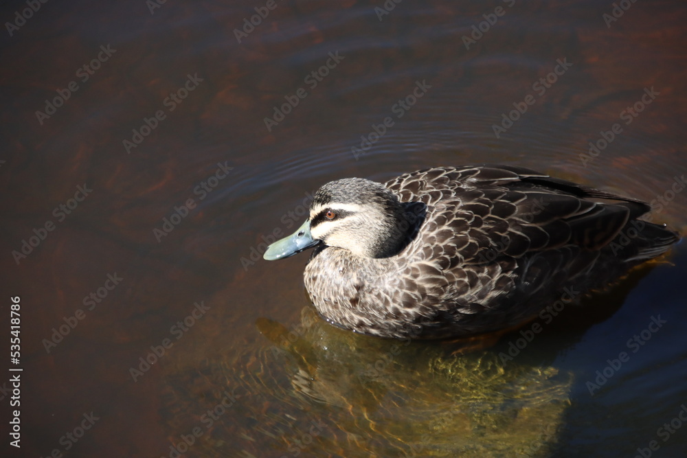 Australian Wood Duck (Chenonetta jubata), Casey Fields Lake, Cranbourne, Melbourne, Victoria, Australia. Australian Wood Duck (Chenonetta jubata), Casey Fields Lake, Cranbourne, Melbourne, Victoria, Australia.