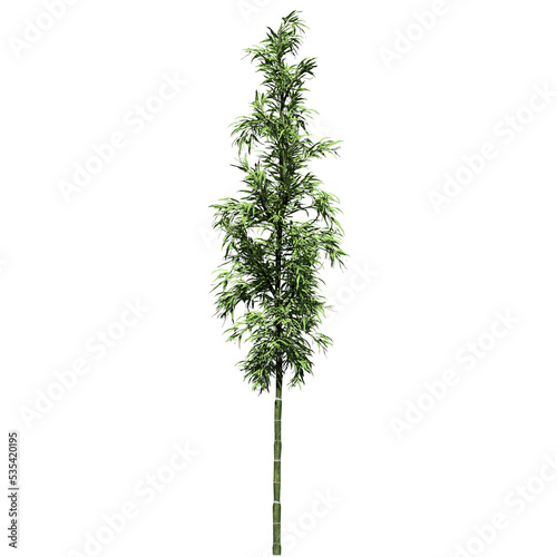 Bamboo Tree Isolated - Front View