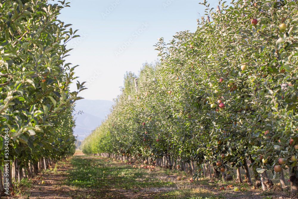 Apple orchard with ripe fruits.