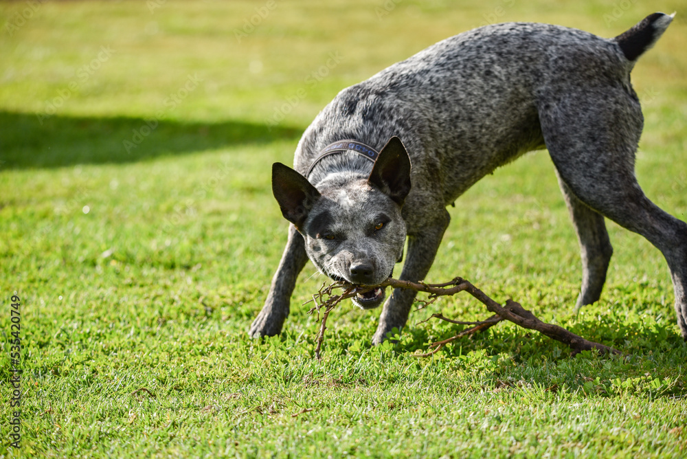 Australian Cattle Dog