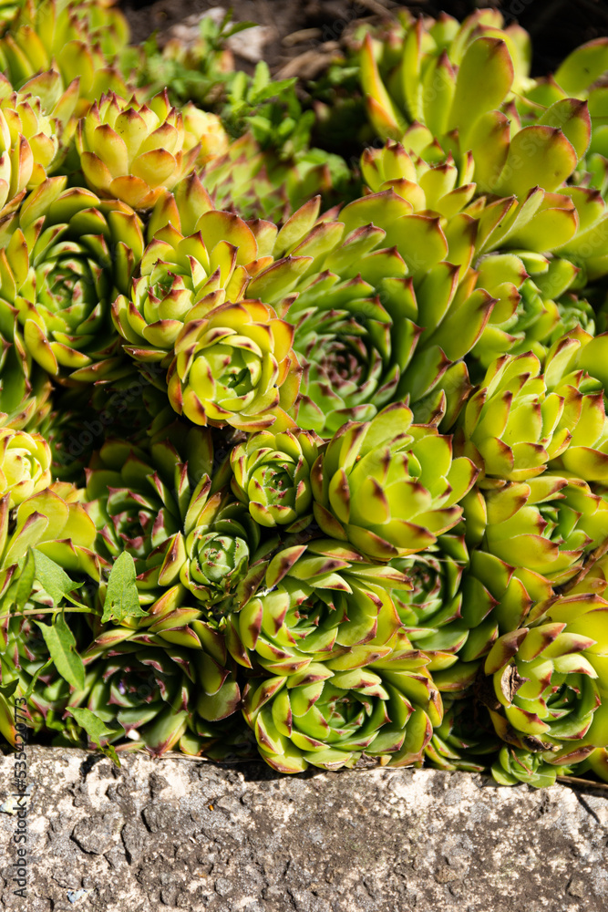 Succulent plants of echeveria, top view, close-up. A collection of green succulents next to a concrete stone Succulent plants of echeveria, top view, close-up. A collection of green succulents next to a concrete stone