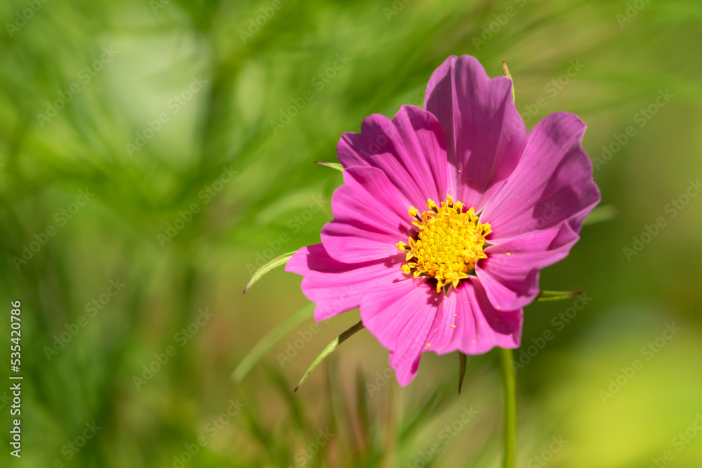 Single pink flower of the Cosmos bipinnatus, garden cosmos on green background Single pink flower of the Cosmos bipinnatus, garden cosmos on green background