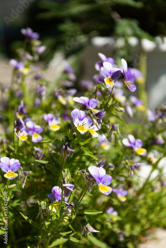 Viola vittrocchiana mariposa is commonly known as Pansies. Blooming pansies. Sunlight. Garden