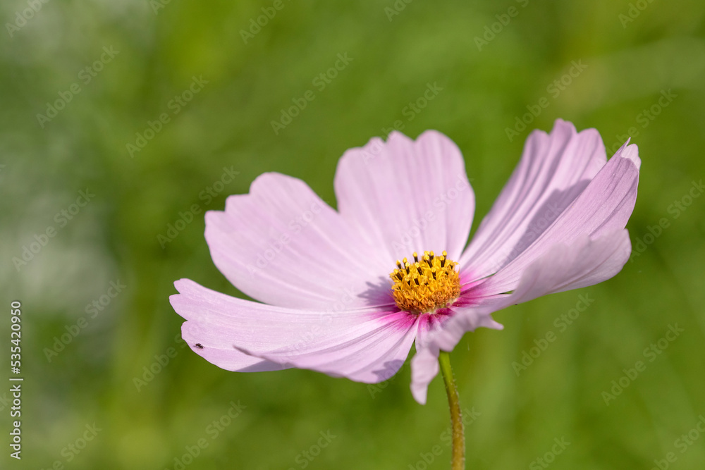 Large single pink flower of the Cosmos bipinnatus, also known as the garden cosmos or Mexican aster Large single pink flower of the Cosmos bipinnatus, also known as the garden cosmos or Mexican aster