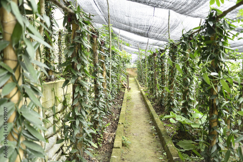 planta y flor de vainilla planifolia, es una orquídea que da un fruto de exquisito aroma y sabor utilizado en gastronomía gourmet. photo