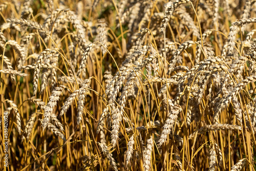 Common wheat (Triticum aestivum), also known as bread wheat growing on the field ready to be harvested