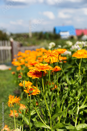 Yellow calendula flowers bloom in the garden in the sunlight. The concept of tranquility