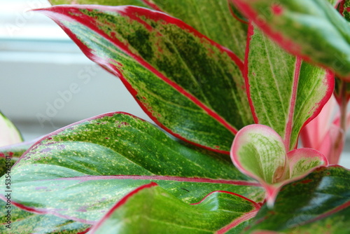 siam aurora, harmony of green and red