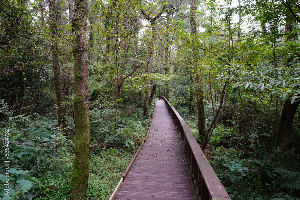 Obraz premium boardwalk through dense forest