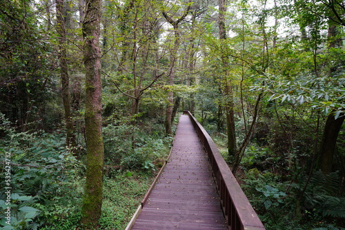 boardwalk through dense forest