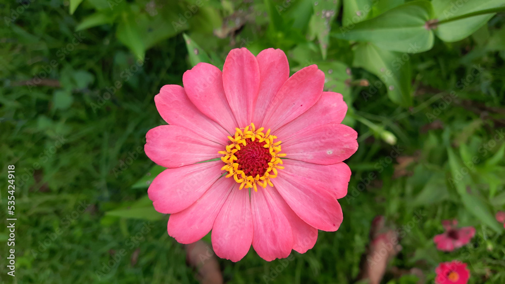 Top angle, beautifully blooming zinnia flowers 04 Top angle, beautifully blooming zinnia flowers 04