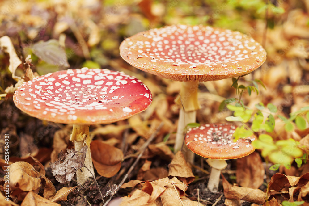 Amanita mushroom close-up in autumn forest Amanita mushroom close-up in autumn forest