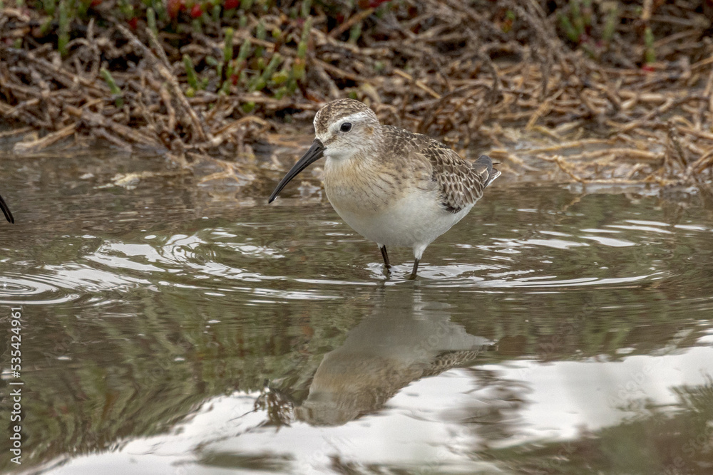 Curlew Sandpiper in South Australia Curlew Sandpiper in South Australia