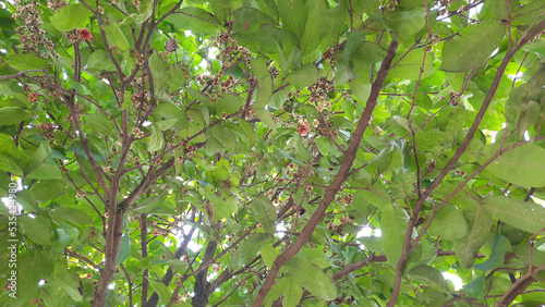 Water guava fruit flowers bloom among the green leaves and branches 03