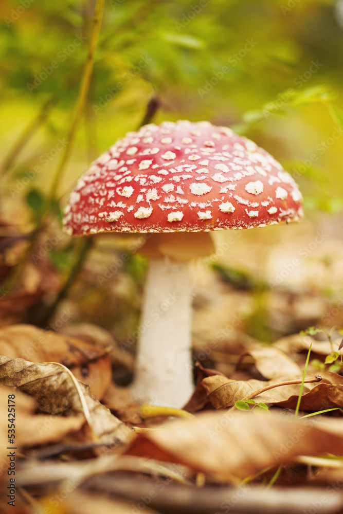 Amanita mushroom close-up in autumn forest Amanita mushroom close-up in autumn forest