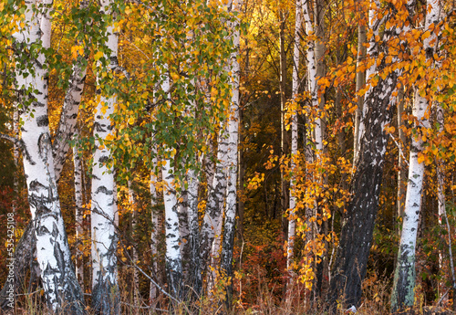 White birch trunks with yellow leaves. Wild forest. Bright autumn background.