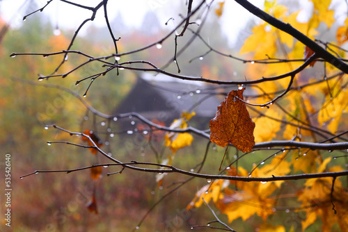 fall rainy forest close up photo with colored oak leafs and old house, blue fog on the background