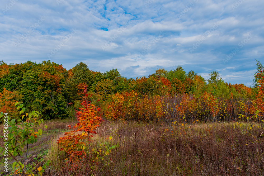 Fototapeta premium Walking through the autumn forest in Samarskaya Luka National Park!