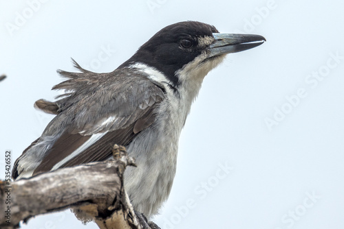 Grey Butcherbird in South Australia