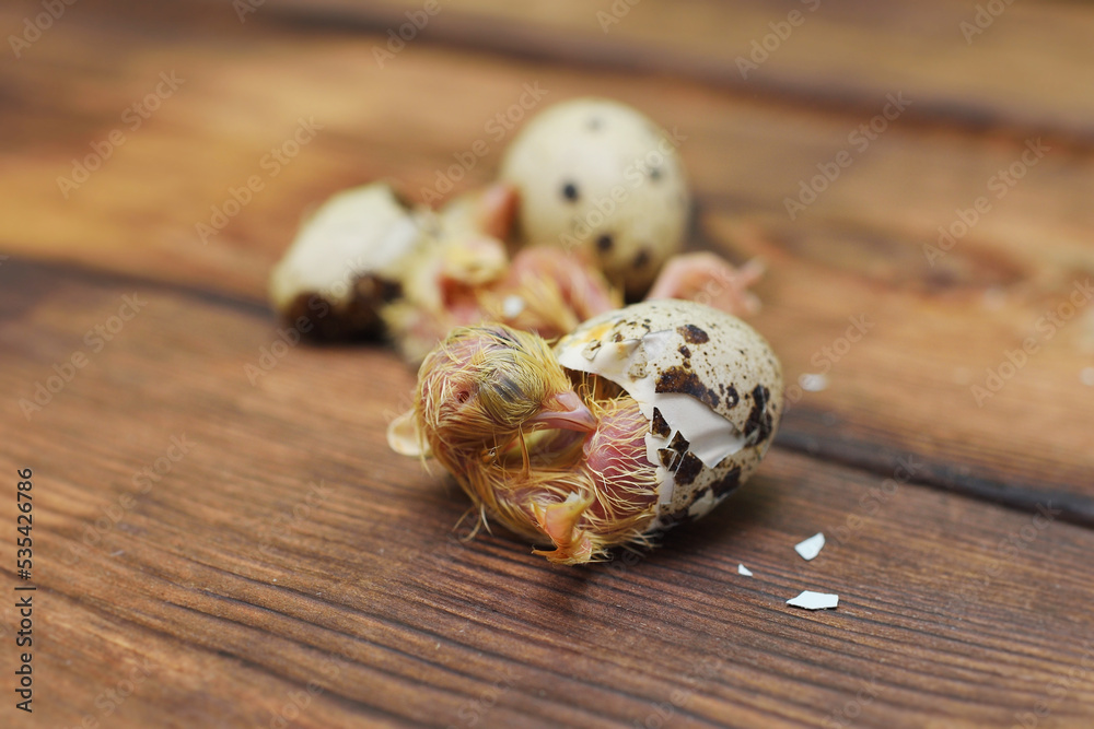 a newborn baby bird or quail chick hatches from an egg close-up on a wooden background. a newborn baby bird or quail chick hatches from an egg close-up on a wooden background.