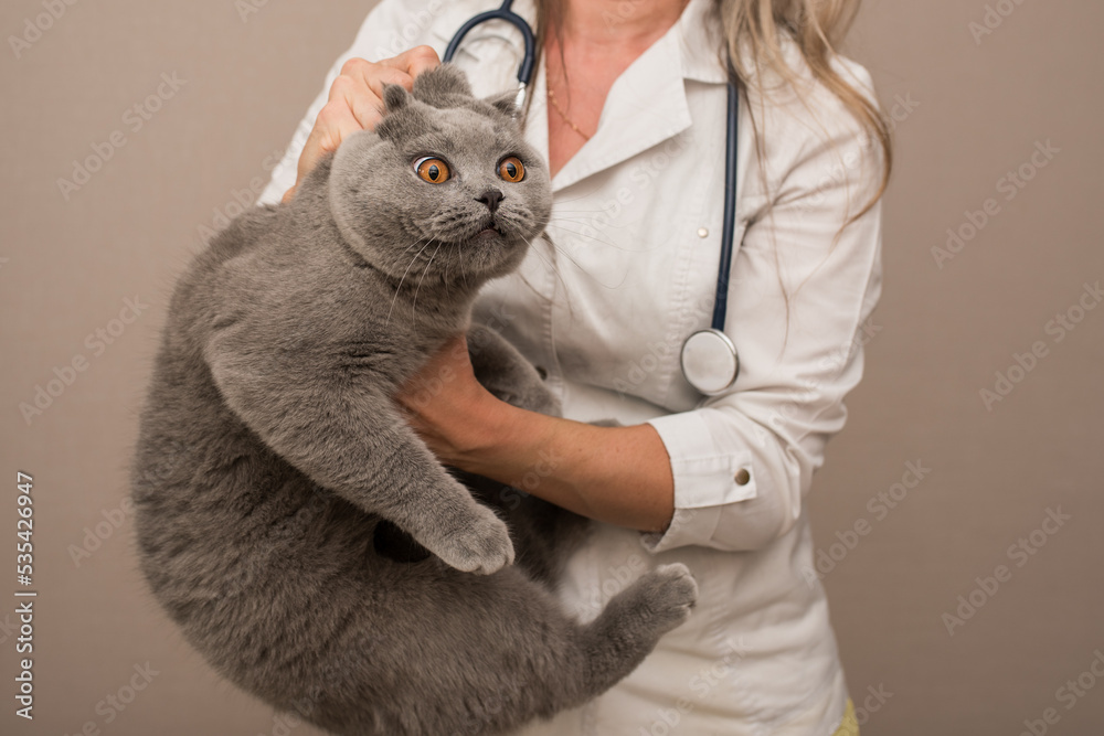 Taking care of the health of pets,A female veterinarian holds a cat in her arms, a sick cat at a veterinarian's appointment in the office, Taking care of the health of pets,A female veterinarian holds a cat in her arms, a sick cat at a veterinarian's appointment in the office,
