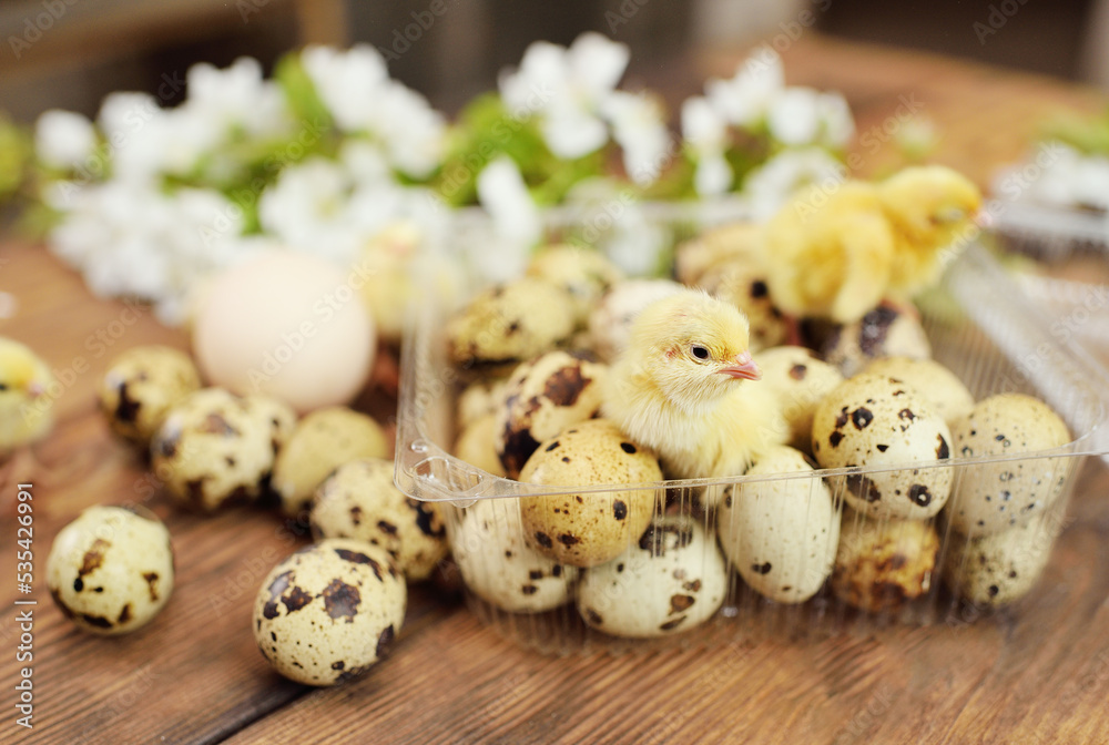 close-up of small yellow chickens or quail Chicks in plastic packaging with quail eggs against a background of white spring blooms.