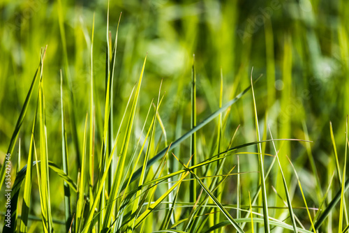 Green grass on a sunny day, natural background photo