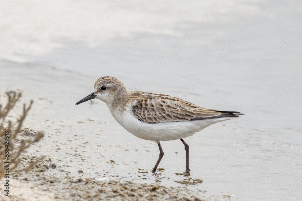 Red-necked Stint in South Australia Red-necked Stint in South Australia
