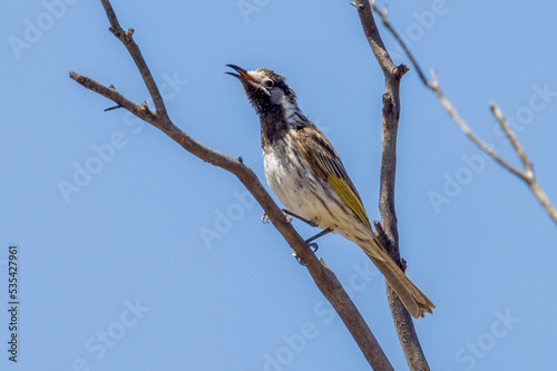 White-fronted Honeyeater in South Australia