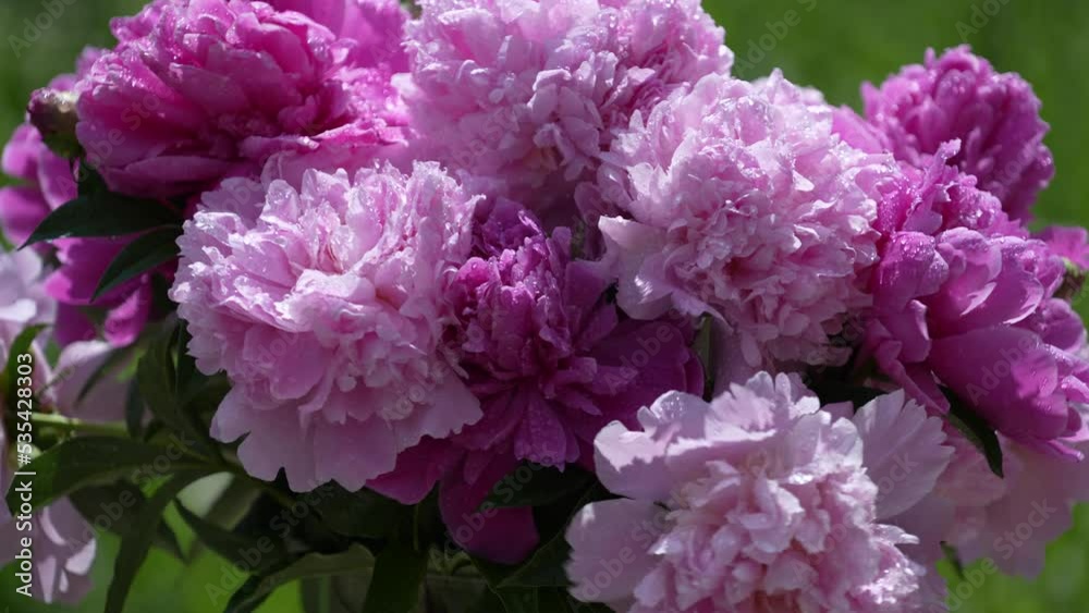 Beautiful bouquet of flowers pink peonies in garden, rotates, close up. Colorful peonies sway in the wind and rain drops