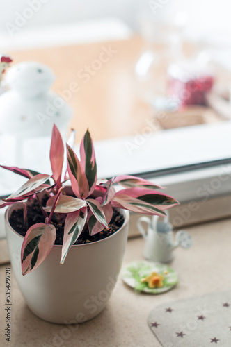 Flower Stromanta in beige pot, watering can and a hat. photo