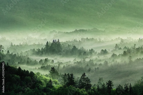 Mighty green trees in a white morning fog, close up. Hills of deciduous forest at sunrise. Dark atmospheric landscape. Nature, ecology, ecotourism, environmental conservation in Europe. Panoramic view