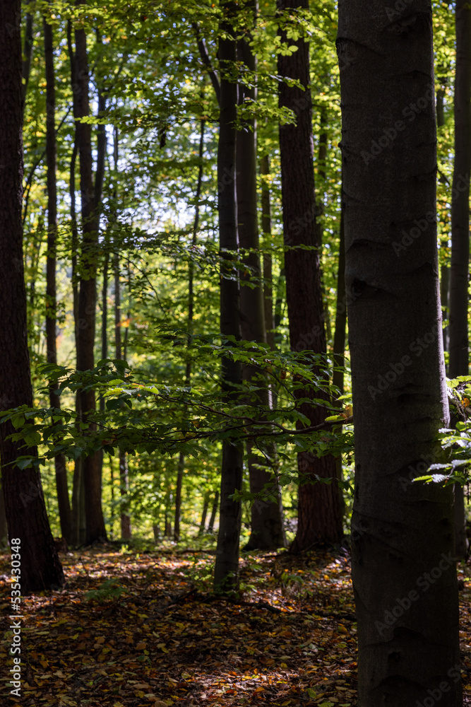 Naklejka premium Serene Forest Scene with Sunlight Filtering Through Trees in a Peaceful Woodland