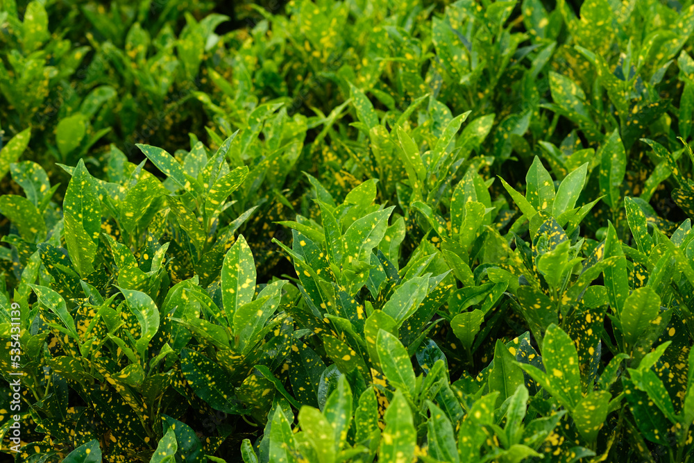 abstract green leaves background, green leaves texture background, monsoon mood. abstract green leaves background, green leaves texture background, monsoon mood.
