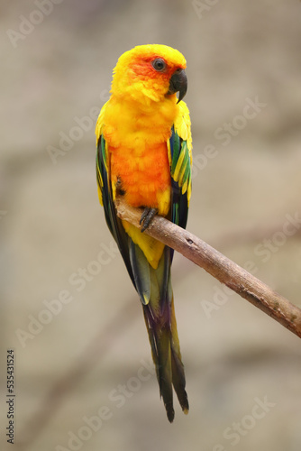 The sun parakeet (Aratinga solstitialis) sitting on a branch. Yellow parrot with light background.