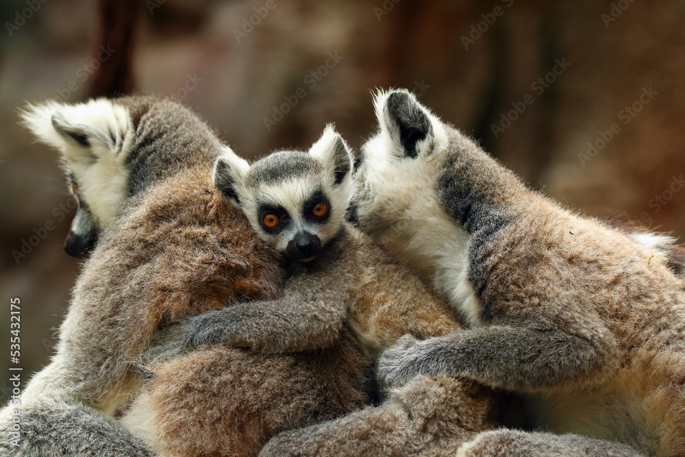 Fototapeta premium The ring-tailed lemur (Lemur catta), a pair of adults takes care of a young. Care of the young in primates. A tiny half monkey with yellow eyes.