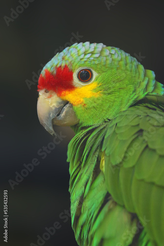 The red-lored amazon or red-lored parrot (Amazona autumnalis), portrait. Portrait of a green parrot on a dark background. Red-lored amazon subspecies Amazona autumnalis autumnalis.